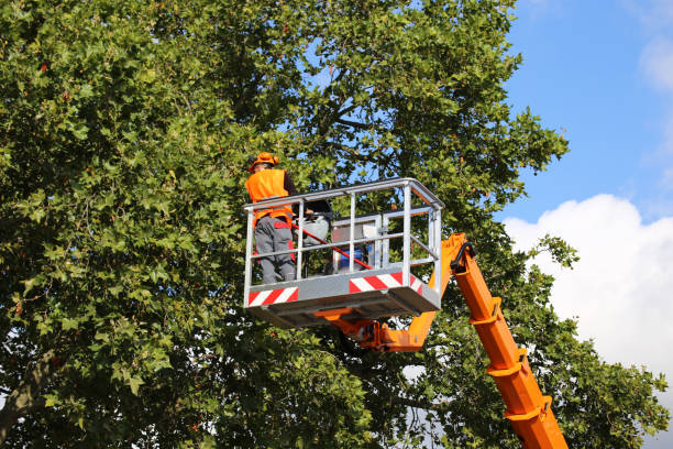 Best Utility Line Clearance  in Dormont, PA