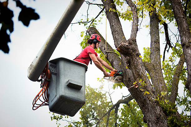 Best Tree Removal Service  in Dormont, PA